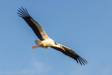 Beyaz leyleğin (Ciconia ciconia) geniş bir kanat açıklığı vardır.