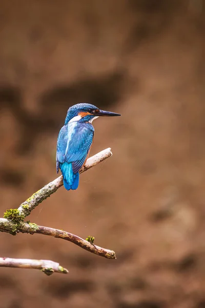 Eurasiático Kingfisher Alcedo Atthis Ramo Espera Uma Captura — Fotografia de Stock