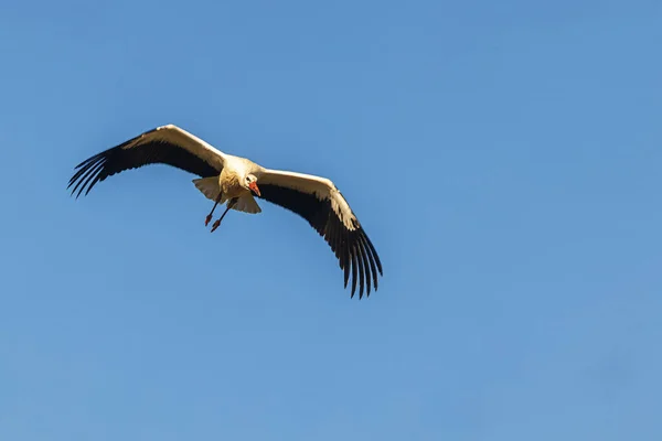 Nice White Stork Ciconia Ciconia Air — Stock Photo, Image