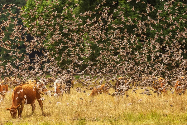 Der Sturnus Vulgaris Ein Großer Vogelschwarm Über Einer Rinderherde — Stockfoto