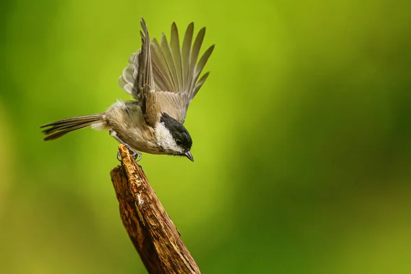 Small Bird Marsh Tit Poecile Palustris — Stock Fotó