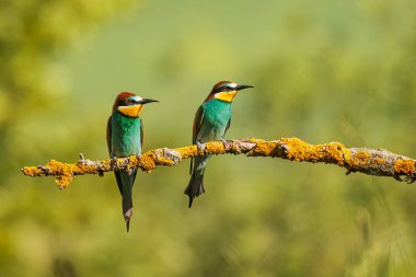 Avrupa arı yiyici (Merops apiaster), Meropidae familyasından bir arı yiyicidir..