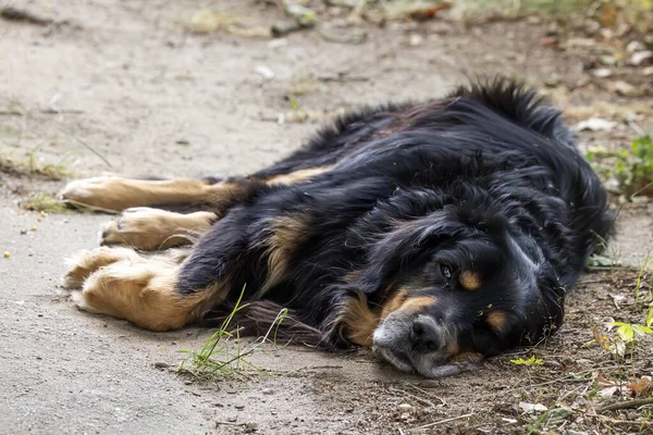 黑和金霍维快乐的狗厌倦了炎热的天气 他躺在地上 — 图库照片