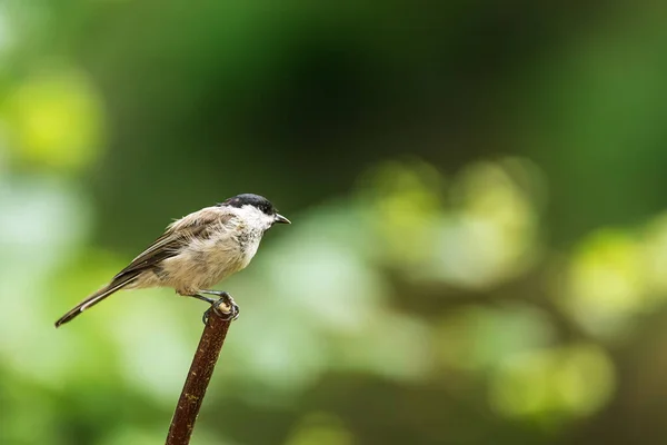 Small Bird Marsh Tit Poecile Palustris Sitting End Twig — Stockfoto