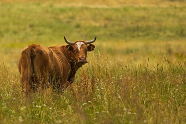 Kahverengi inek başını çevirir ve arkasına bakar