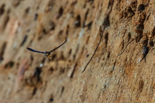 The sand martin (Riparia riparia) flying around the shore with holes