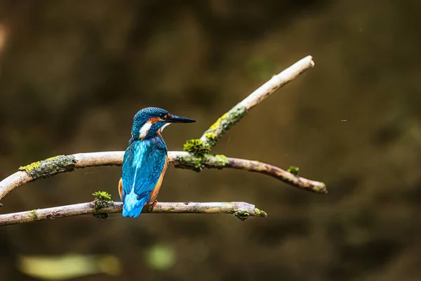 Eurasian Kingfisher Alcedo Atthis Beautifully Colored Blue — Stock Photo, Image