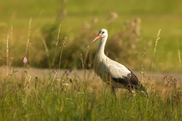 White Stork Ciconia Ciconia Walk Grass — Stock Photo, Image