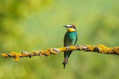 Avrupa arı yiyici (Merops apiaster), Meropidae familyasından bir arı yiyicidir..