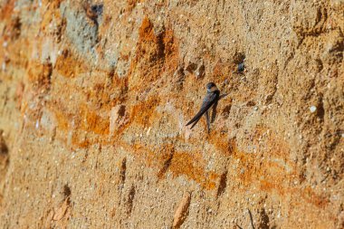 Kum kırlangıcı (Riparia riparia) deliğe doğru uçar.