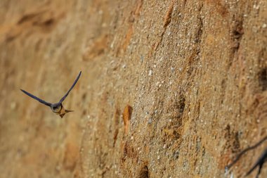 Kum kırlangıcı (Riparia riparia) deliğe doğru uçar.