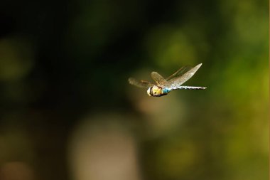 Gomphus vulgatissimus, yaygın olan kısa kuyruklu, çok detaylı.