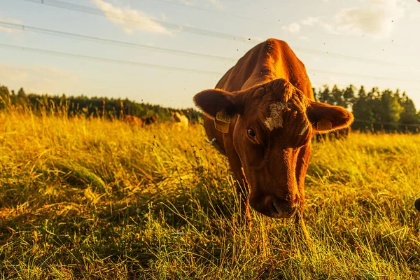 Brown Cow Photographed Very Close Low — Stock Photo, Image