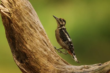 Güzel benekli ağaçkakan Dendrocopos Major bir ağaç gövdesinde.