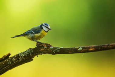 young Eurasian blue tit (Cyanistes caeruleus)