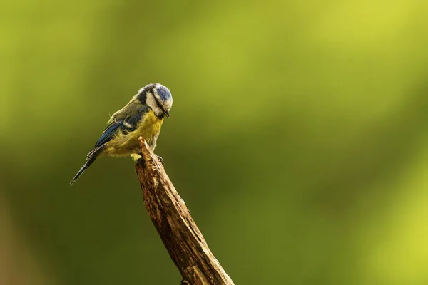 Young Eurasian Blue Tit Cyanistes Caeruleus Sitting Top Stick — стокове фото