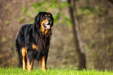 siyah ve altın Hovie bir köpeğin portresi