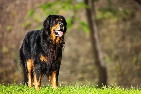 Чёрно Золотой Портрет Собаки Хови — стоковое фото