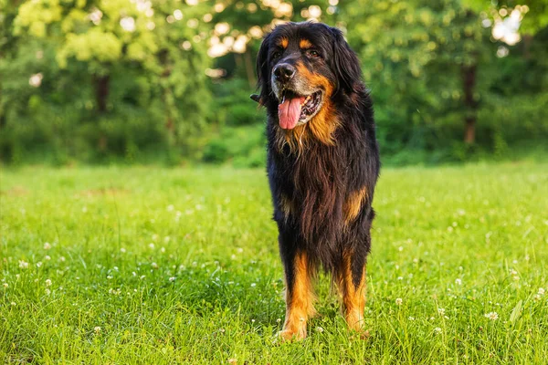 Черно Золотая Фотография Собаки Хови Парке — стоковое фото