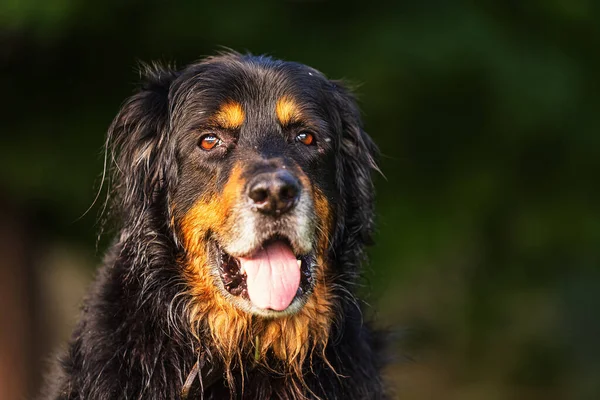 Siyah Altın Rengi Hovie Siyah Arka Planda Bir Köpeğin Yakın — Stok fotoğraf
