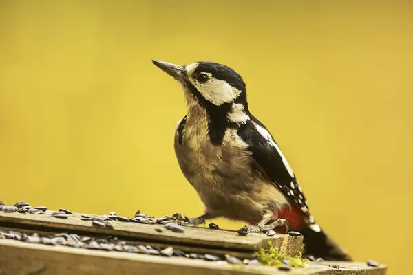 Nice Great Spotted Woodpecker Dendrocopos Major Sitting Bird Feeder — Stock Photo, Image