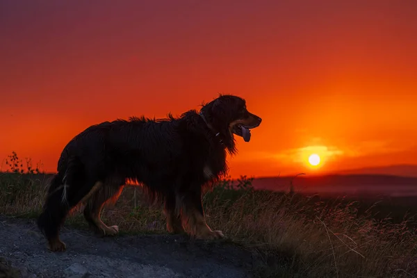Siyah Altın Kırmızı Günbatımlı Hovie Köpeği — Stok fotoğraf