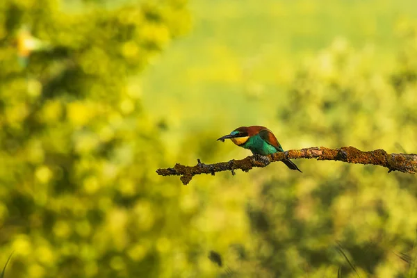 European Bee Eater Merops Apiaster Some Little Insect Its Beak — Stock Photo, Image