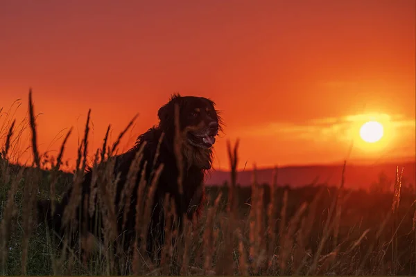 Schwarz Gold Hovie Ein Hund Bei Sonnenuntergang — Stockfoto