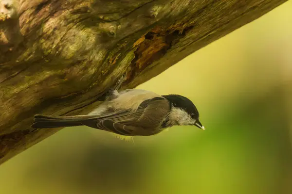Marsh Tit Poecile Palustris Cautiously Looking — Stock fotografie