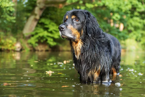 男性の黒と金ホビー川の犬の素敵な肖像画 — ストック写真