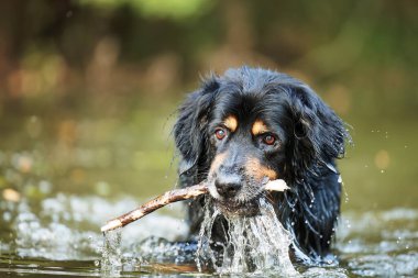 Erkek, siyah ve altın rengi Hovie sudan bir sopa çıkardı.