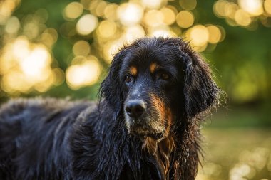 Erkek, siyah ve altın rengi Hovie, batan güneşin ışıklarıyla, arka planı güzel bir bokeh ile