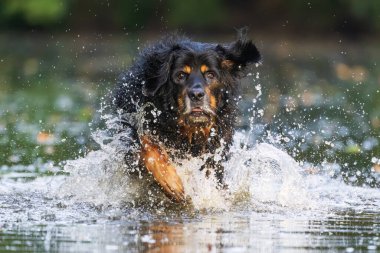 Erkek, siyah ve altın rengi Hovie suyun içinde hızla koşar.