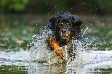Erkek, siyah ve altın rengi Hovie nehirde hızla koşuyor.
