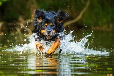 Erkek, siyah ve altın rengi Hovie suyun üzerinde koşuyor gibi görünüyor.