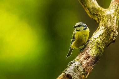 little bird Eurasian blue tit (Cyanistes caeruleus) sitting on the branch