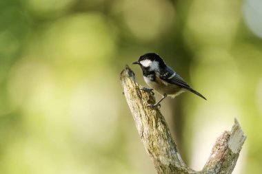The coal tit or cole tit, (Periparus ater)
