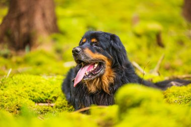 Erkek siyah ve altın rengi Hovie ormandaki yosunların gölgesinde dinleniyor.