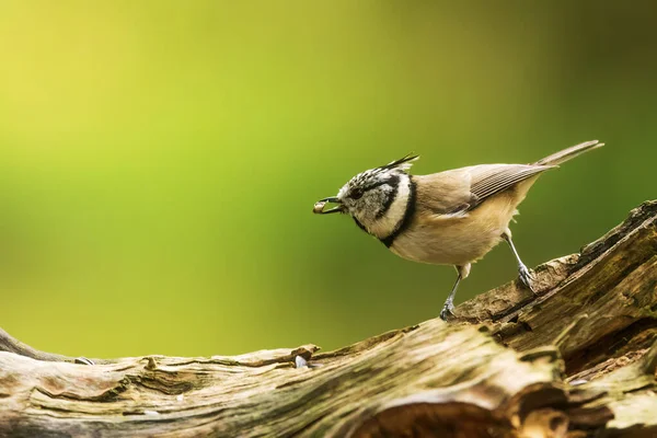 The crested tit or European crested tit (Lophophanes cristatus) (formerly Parus cristatus)