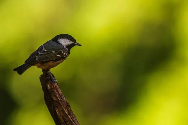 Little Bird Coal Tit Cole Tit Periparus Ater Tip Branch — Stok fotoğraf