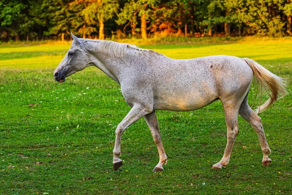 Vrouwelijk Wit Paard Hij Loopt Het Gazon — Stockfoto