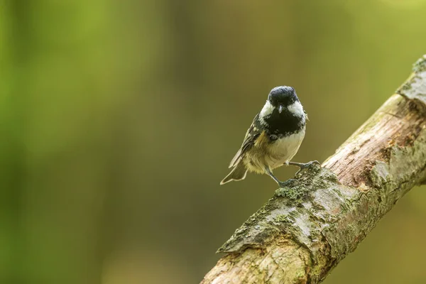 Little Bird Coal Tit Cole Tit Periparus Ater Sitting Branch — Stock Photo, Image