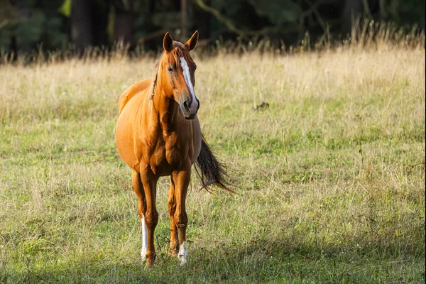 Vrouwelijk Paard Een Weiland Midden Het Bos — Stockfoto