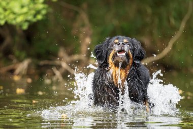Erkek, siyah ve altın rengi Hovie suda, nehirde.