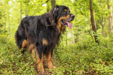 Erkek, siyah ve altın rengi Hovie ormanda, yabanmersini tarlasında.