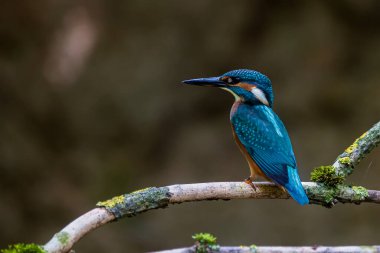 Avrasyalı balıkçı (Alcedo at this) güzel bir mavi.
