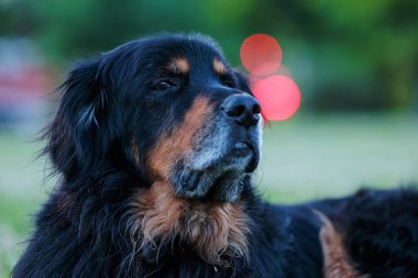 Erkek, siyah ve altın rengi Hovie, batan güneşin ışıklarıyla, arka planı güzel bir bokeh ile