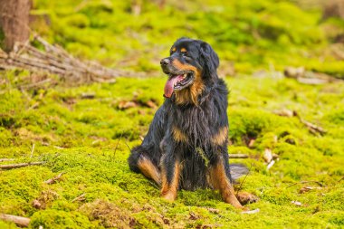 Erkek, siyah ve altın rengi Hovie ormandaki yosunların üzerinde oturuyor.