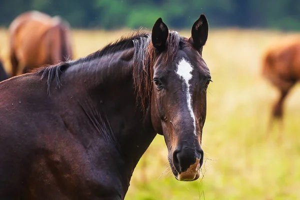 Male Dark Brown Horse Close Portrait Light Spot Forehead — Stock Photo, Image