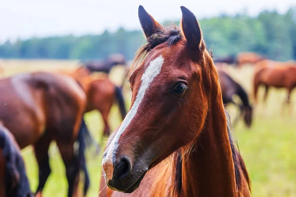 Dark Brown Horses Close Portrait Light Spot Forehead — Stock Photo, Image